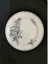 ASSIETTES MODELE "VEGA" DE SARREGUEMINES